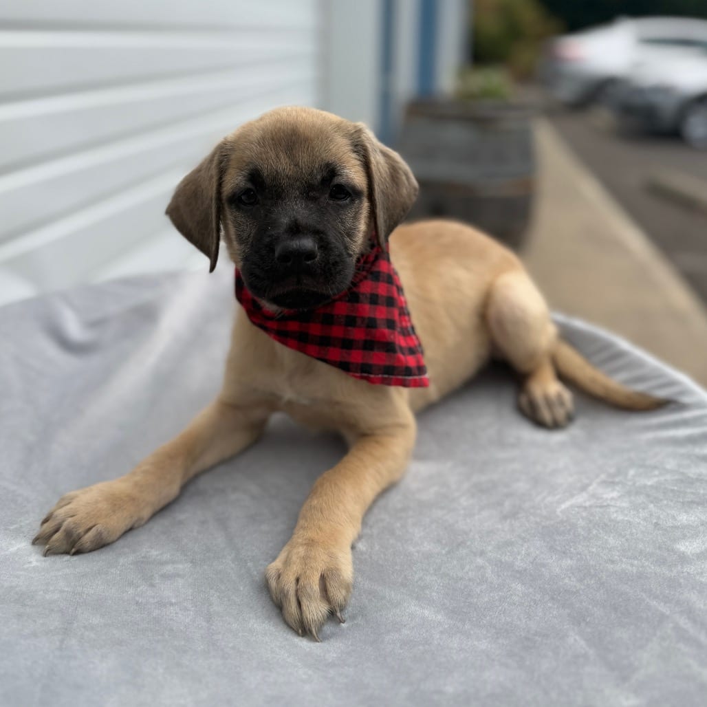 Photo of Elias, adoptable Terrier, Pit Bull / Mixed Breed (Medium) in Newberg, Oregon