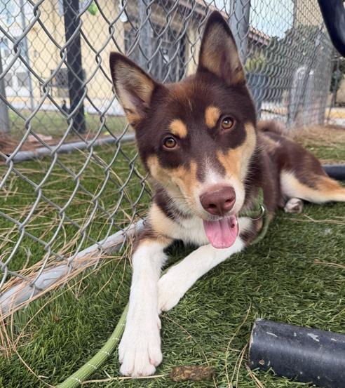 Photo of Aspen, adoptable Siberian Husky in Downey, California
