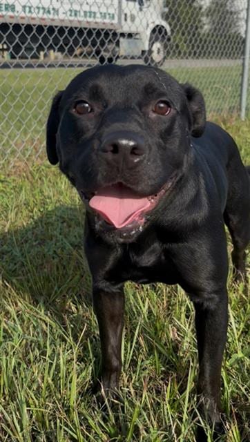 Photo of Soba, adoptable Labrador Retriever in Rosenberg, Texas