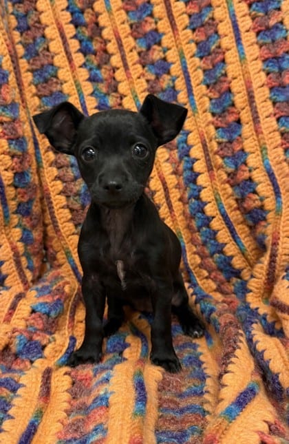 Photo of 161928, adoptable Chihuahua, Short Coat/Mix in Bakersfield, California