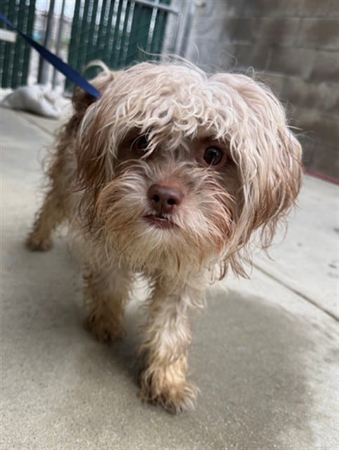 Photo of Senior Maltese, adoptable Maltese in Devore, California