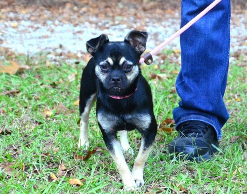 Photo of Molly, adoptable Pug in Willingboro, New Jersey