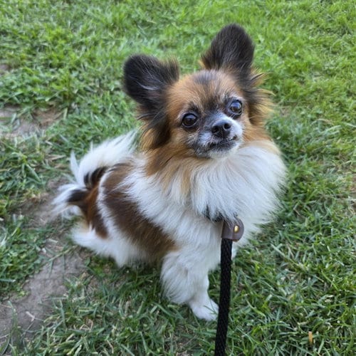 Photo of Fish, adoptable Pomeranian in Long Beach, California