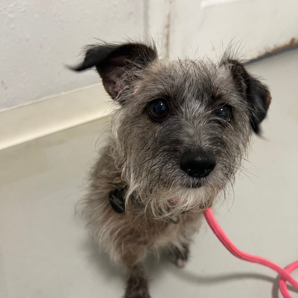 Photo of Socks - Costa Mesa Location, adoptable Terrier / Mix
