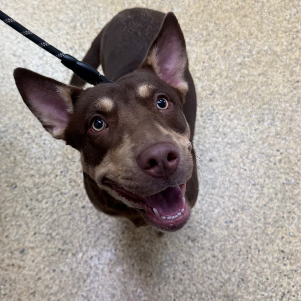Photo of Athena, adoptable Mixed Breed (Medium) in Houston, Texas