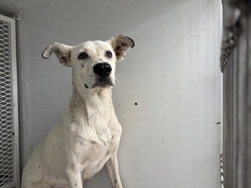 Photo of Captin, adoptable Pit Bull Terrier in Bakersfield, California