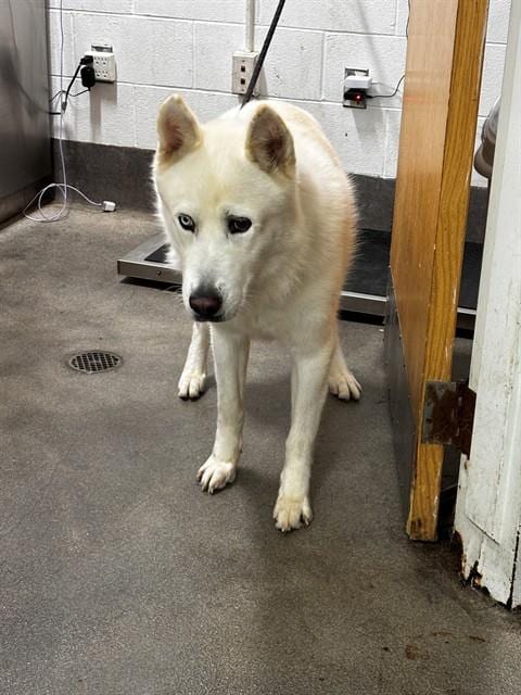 Photo of Beacon, adoptable Siberian Husky in Forestville, Maryland