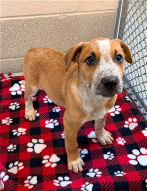 Photo of Linney, adoptable Australian Cattle Dog/Blue Heeler in Statesville, North Carolina