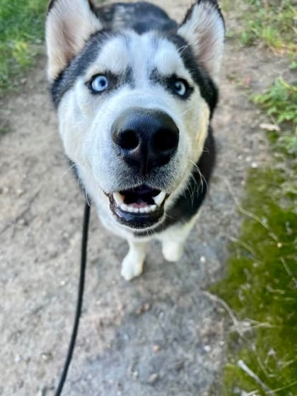 Photo of Night Howler 5, adoptable dog in Baltimore, Maryland