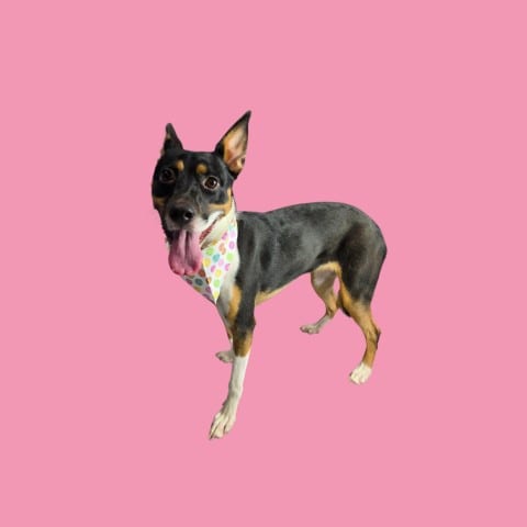 Photo of Nyra, adoptable Australian Kelpie in Bakersfield, California