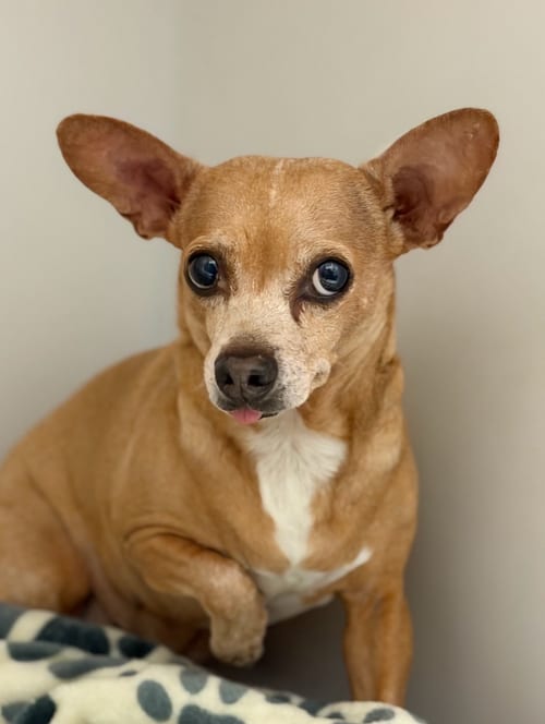 Photo of Abbie, adoptable Dachshund in Weston, Florida