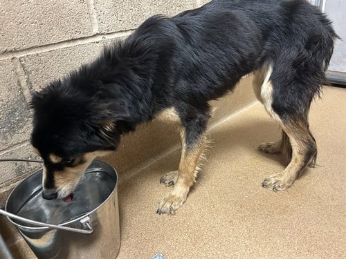 Photo of Carmel, adoptable Siberian Husky in Martinez, California