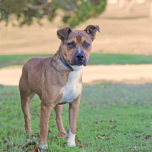 Photo of Browny, adoptable American Pit Bull Terrier in Albuquerque, New Mexico