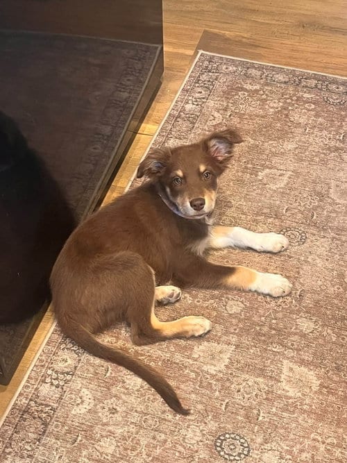 Photo of Annie Warbucks, adoptable Australian Shepherd in Paso Robles, California