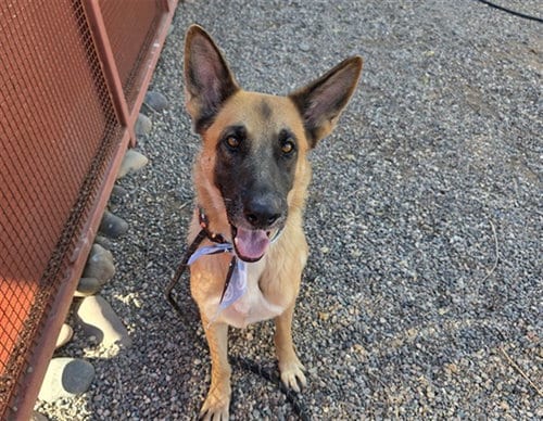 Photo of Flute, adoptable German Shepherd Dog in Phoenix, Arizona