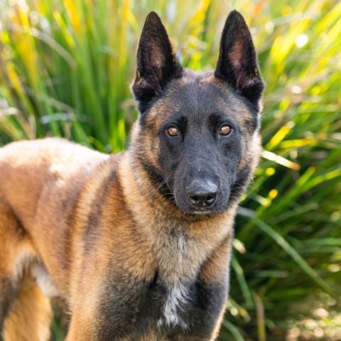 Photo of Kairo, adoptable Belgian Shepherd Malinois in Camarillo, California