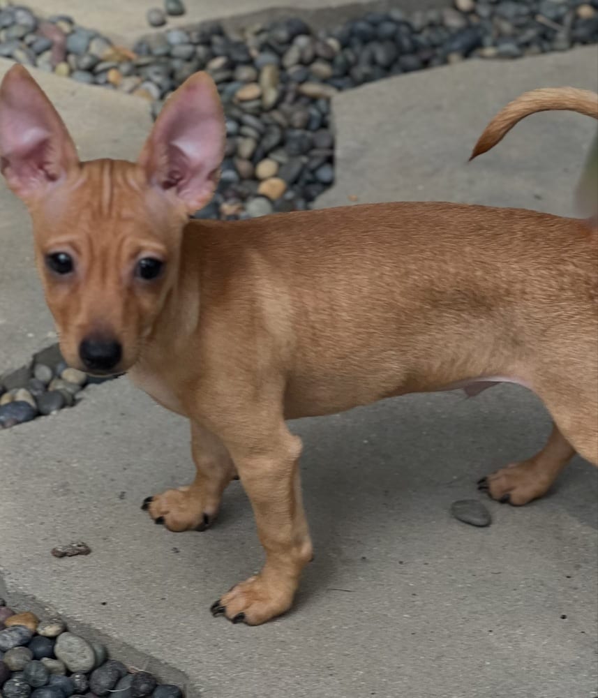 Photo of Scotty, adoptable Chihuahua in Dana Point, California