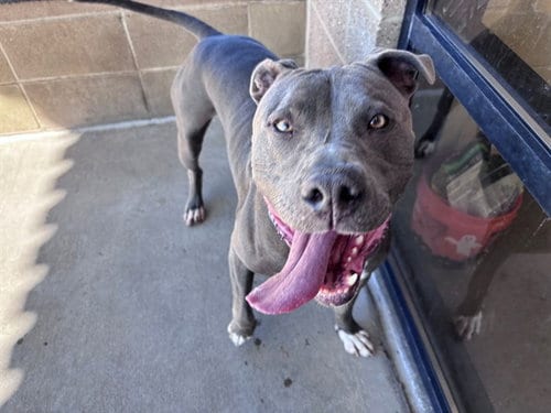 Photo of Isaac, adoptable American Pit Bull Terrier in Denver, Colorado