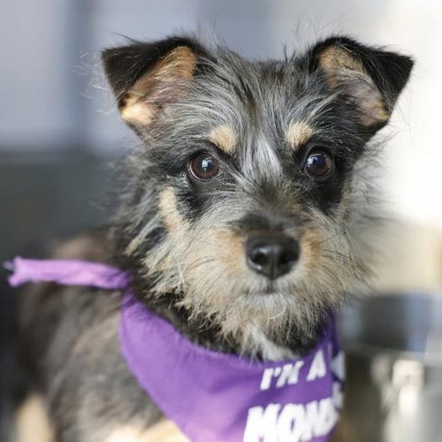 Photo of Lola, adoptable Terrier in San Antonio, Texas