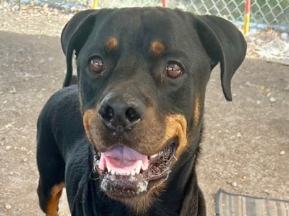 Photo of Bradley, adoptable dog in Georgetown, Texas