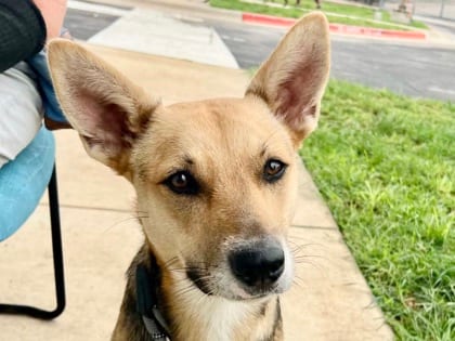 Photo of Claire, adoptable dog in Georgetown, Texas