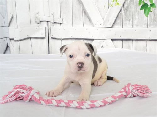 Photo of Missy, adoptable Pit Bull Terrier in Oroville, California