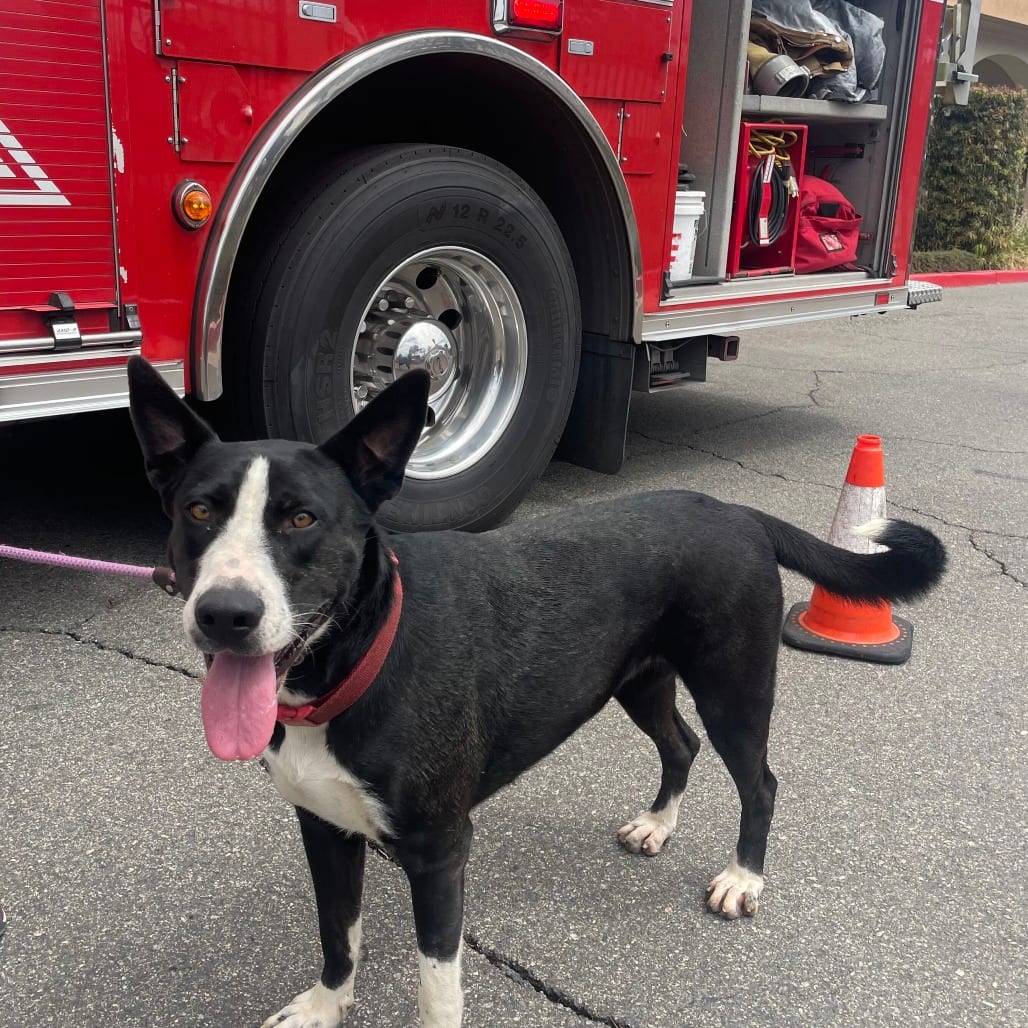 Photo of Ileane, adoptable Shepherd, German / Mixed Breed (Large) in Riverside, California
