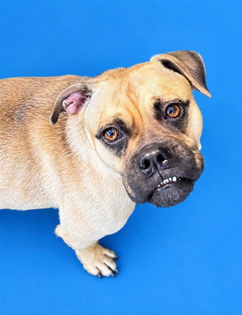 Photo of Dottie, adoptable Boxer in Westminster, Maryland
