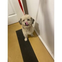 Photo of Benson, adoptable Poodle (Miniature) in San Bernardino, California
