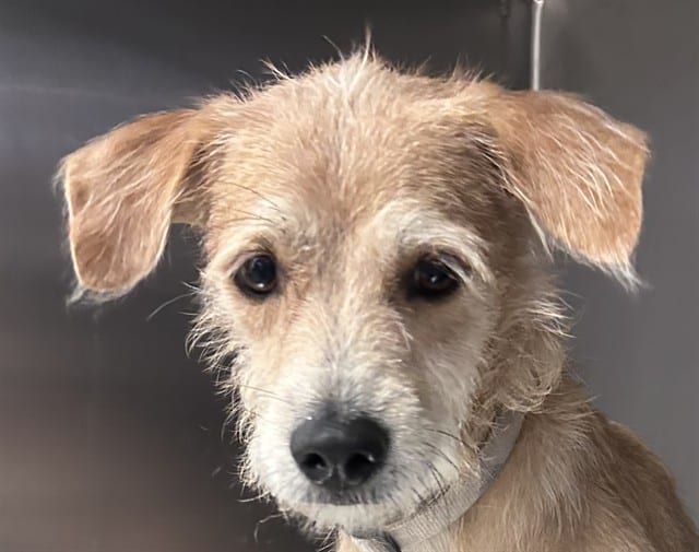 Photo of Guero, adoptable dog