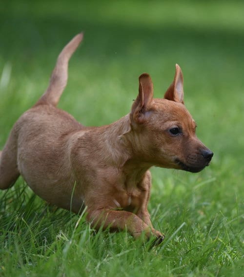 Photo of Nyla, adoptable Dachshund in Mechanicsburg, Pennsylvania