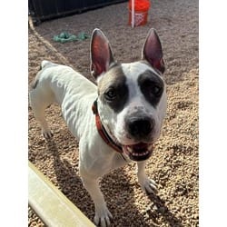 Photo of Pizza, adoptable American Pit Bull Terrier in Brighton, Colorado