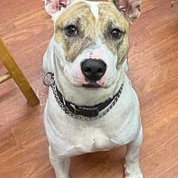 Photo of Jiggy, adoptable American Pit Bull Terrier in Richmond, Indiana