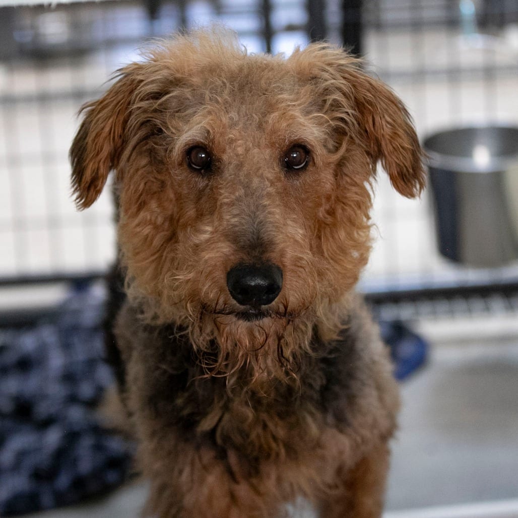 Photo of Mrs. Pickles (S26-73), adoptable Terrier, Airedale in Colorado Springs, Colorado