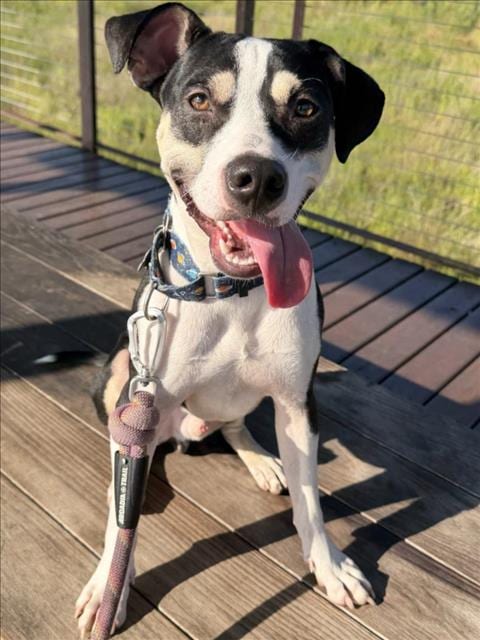 Photo of Stan, adoptable Staffordshire Bull Terrier in Houston, Texas