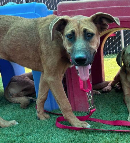 Photo of Leia, adoptable German Shepherd Dog in San Bernardino, California