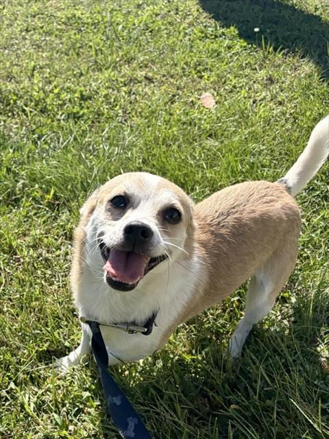 Photo of Billy, adoptable Chihuahua in Statesville, North Carolina