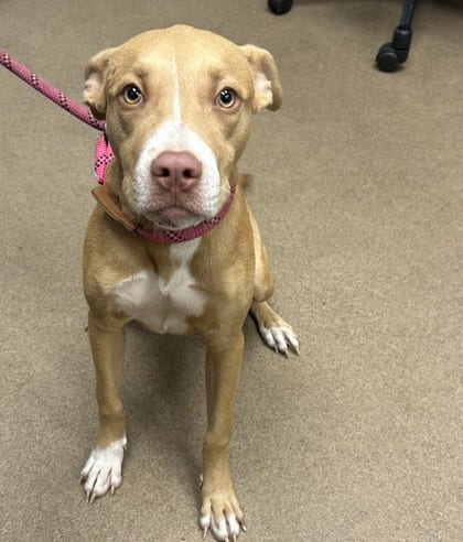 Photo of Merida, adoptable dog in Chamblee, Georgia