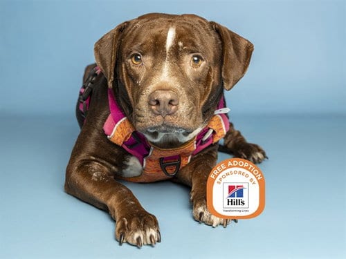 Photo of Sophie, adoptable American Pit Bull Terrier in Phoenix, Arizona