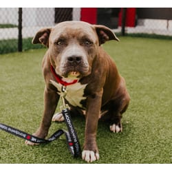 Photo of Pearl, adoptable Mixed Breed (Medium) in New Castle, Delaware