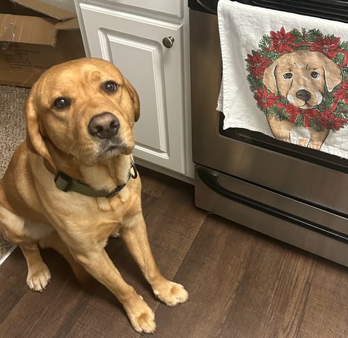 Photo of Marley, adoptable Golden Retriever in Atlanta, Georgia