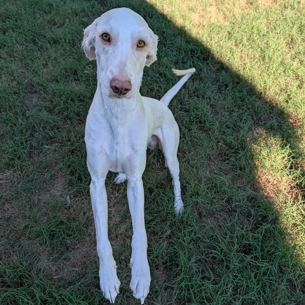 Photo of Davy Jones, adoptable Poodle / Mixed Breed (Medium) in Raleigh area, North Carolina
