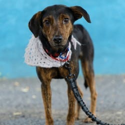 Photo of Stella Mae, adoptable Golden Retriever in New York, New York