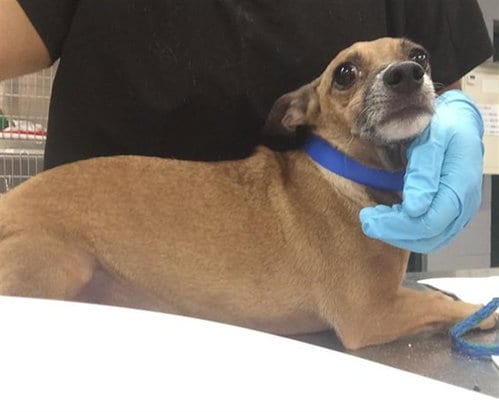 Photo of A1938134, adoptable Chihuahua in Thousand Palms, California