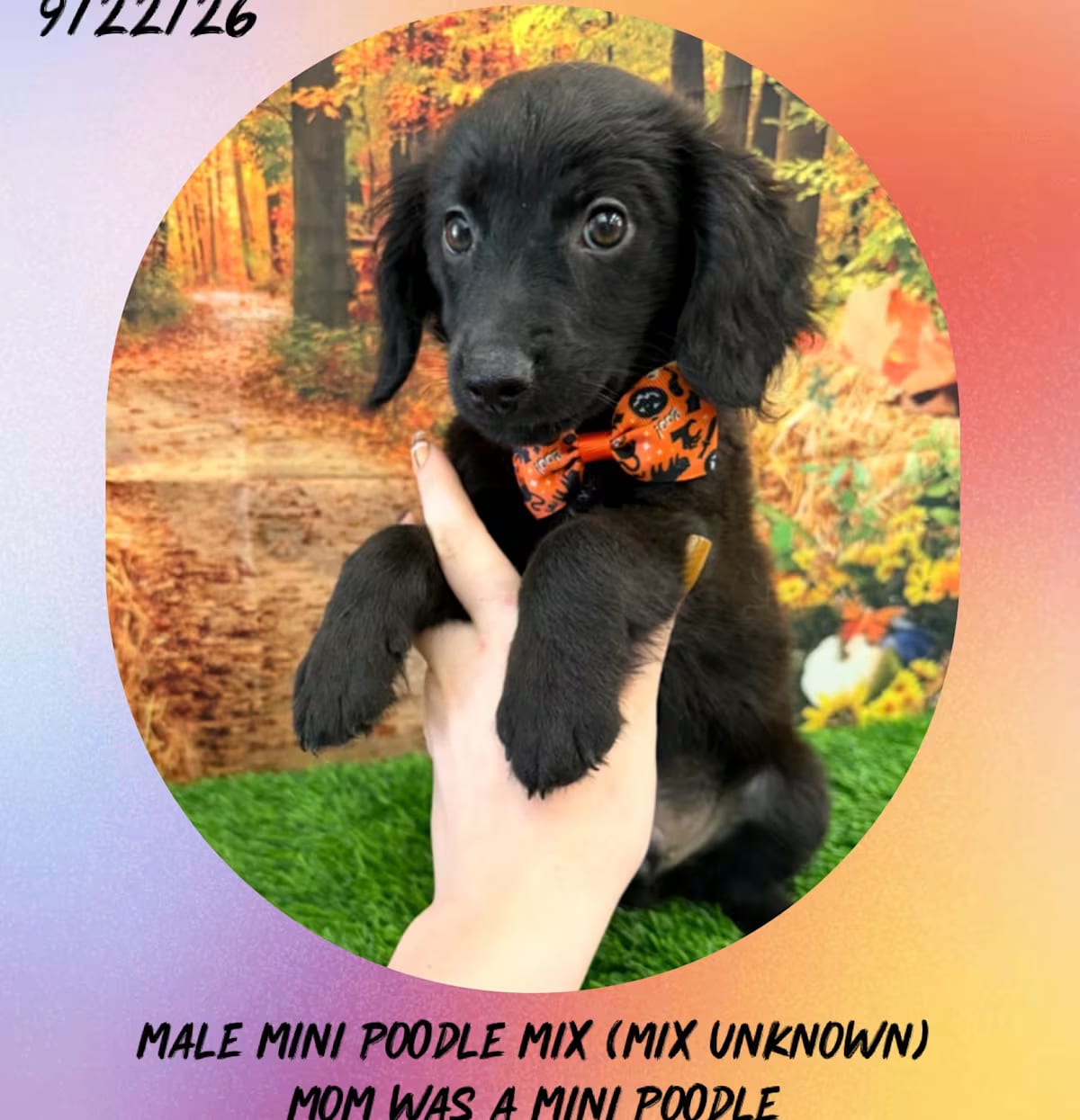 Photo of Cruise, adoptable Poodle (Miniature) in Manchester, Connecticut