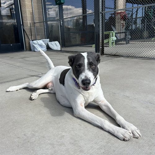 Photo of Marty, adoptable English Pointer in Denver, Colorado