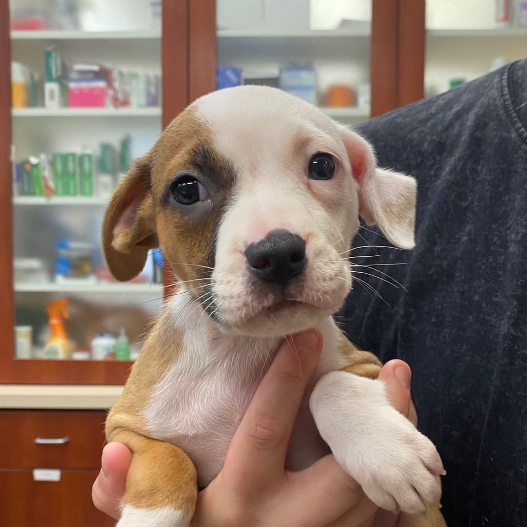 Photo of Sage, adoptable Terrier in Columbus, Georgia