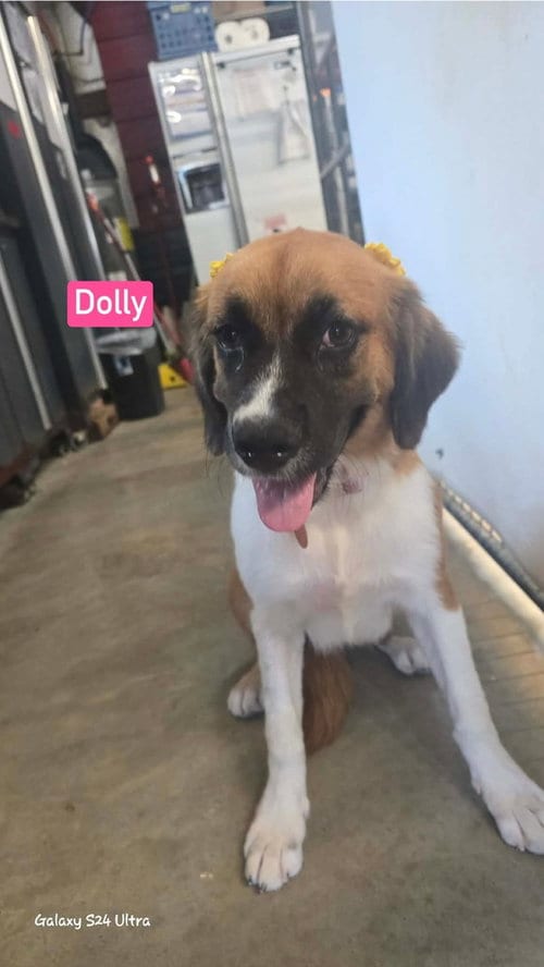 Photo of Dolly, adoptable Collie in Warrenton, Missouri