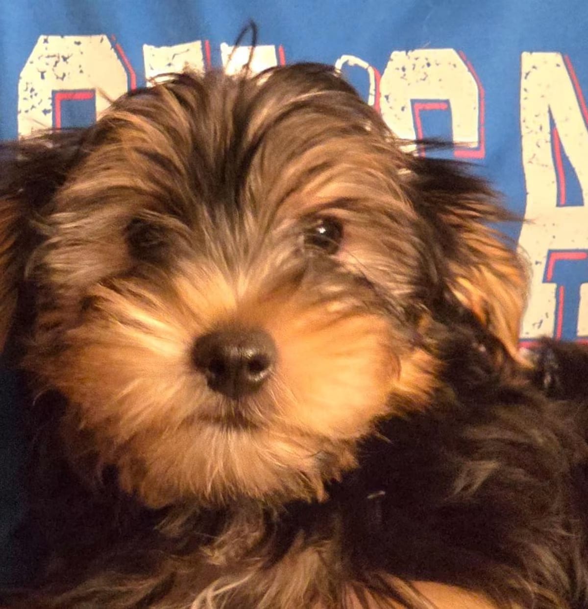 Photo of Percival, adoptable Yorkie, Yorkshire Terrier in Parsippany, New Jersey