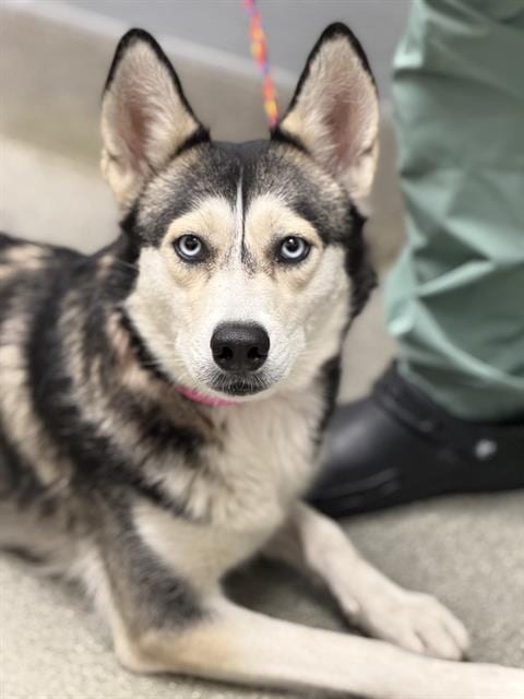 Photo of Rachel, adoptable Siberian Husky in Las Vegas, Nevada